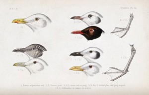 view Heads in various plumages of five types of gull and the feet of two of them. Coloured lithograph by P. Trap.