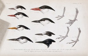 view Heads in various plumages of six types of tern and the feet of four of them. Coloured lithograph by P. Trap.