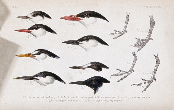 Heads in various plumages of six types of tern and the feet of four of them. Coloured lithograph by P. Trap.