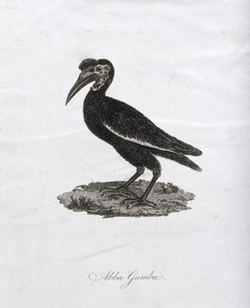 A hornbill. Etching.