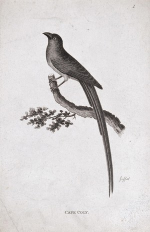 view A bird: a Cape coly. Etching by Griffith.