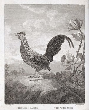 view A cockerel (Phasianus gallus). Etching by J. Fittler after C. R. Ryley.