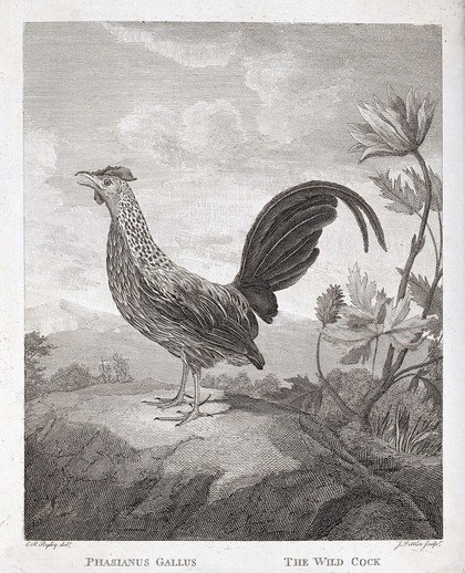 A cockerel (Phasianus gallus). Etching by J. Fittler after C. R. Ryley.