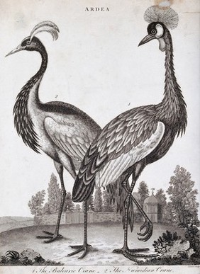 Two crested types of crane: the Balearic and Numidian. Etching by J. Pass.