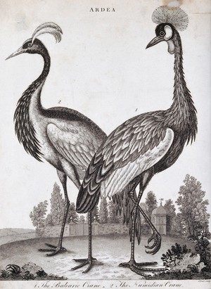 view Two crested types of crane: the Balearic and Numidian. Etching by J. Pass.