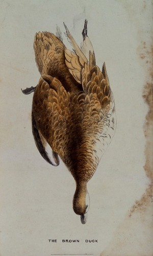 view A brown duck. Coloured lithograph.