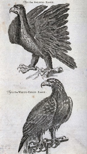 view A golden eagle (Aquila chrysaetus) and white-tailed eagle (Haliaetus ablicilla). Engraving.