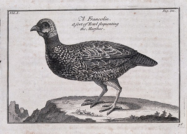 A francolin bird. Etching.