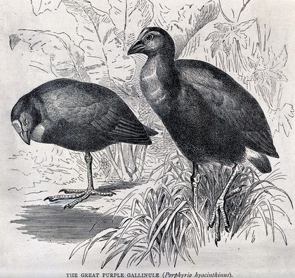 Two moor-hens. Wood engraving by K. J.