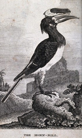 A hornbill. Etching.