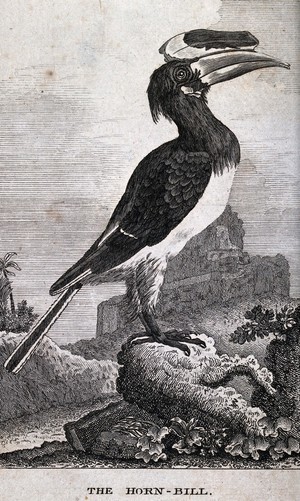 view A hornbill. Etching.