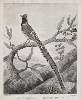 A long-tailed bird: the violaceous jay (Corvus violaceus). Etching by Noble after C. R. Ryley.