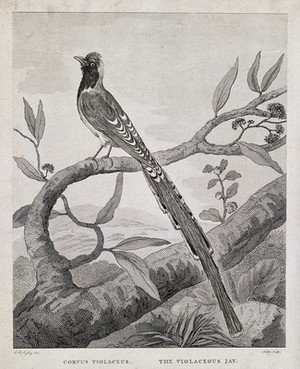 view A long-tailed bird: the violaceous jay (Corvus violaceus). Etching by Noble after C. R. Ryley.