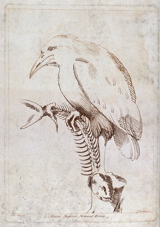 A kingfisher holding a fish skeleton in one foot. Etching by C. Knapton, 1736, after G. da Udine.