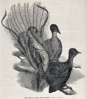 Two Lyre birds, or Menura Alberti birds, perching on a branch. Wood engraving, ca. 1919.