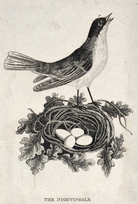 A nightingale singing by its nest. Etching.