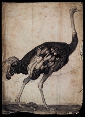 An ostrich. Etching.