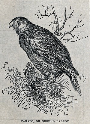 view A kakapo or owl parrot on a branch. Wood engraving by W. & S. Ltd.