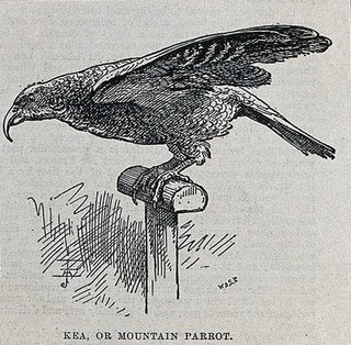 A kea or mountain parrot on a perch. Wood engraving by W. & S. Ltd.