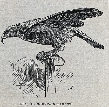 A kea or mountain parrot on a perch. Wood engraving by W. & S. Ltd.