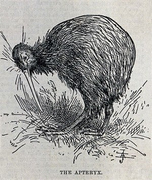 view A kiwi. Wood engraving by W. & S. Ltd.