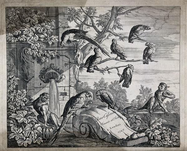 A flock of parrots and two monkeys gathered round a fountain in a classical garden. Engraving by P. Casteels, 1726, after himself.