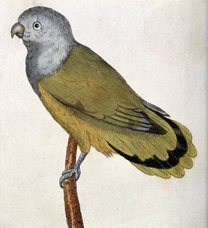 view A grey-head parakeet. Coloured etching.