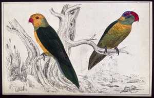 view Two parrots. Coloured etching.