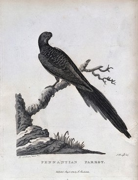 A pennantian parrot perching on a branch. Etching by A. Latham, ca. 1789, after P. Mazell.