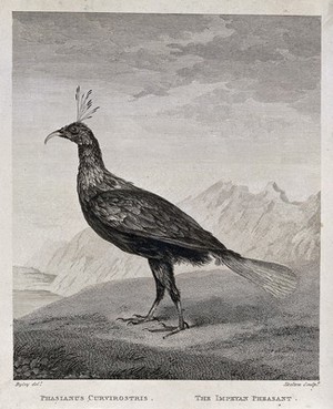 view An impeyan pheasant (Lophophorus impeyanus). Etching by Skelton after C. R. Ryley.