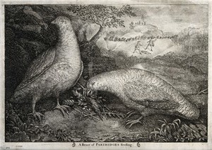 view Two partridges feeding on corn with men trapping a dog in the background. Etching.