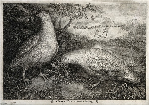 Two partridges feeding on corn with men trapping a dog in the background. Etching.