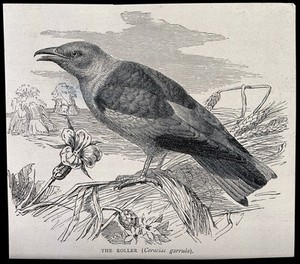 view A roller bird (Coracias garrulus). Wood engraving.