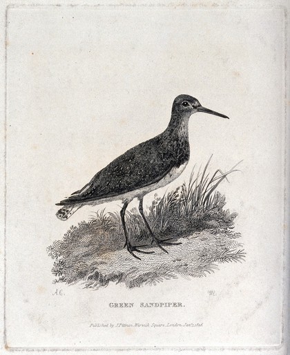 A green sandpiper (Totanus ochropus). Etching by I.[?] R., ca. 1826, after A. C.