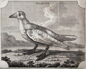 view A bird of the crow family: a sheath bill. Etching by P. Mazell.