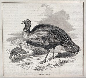 view A wild turkey. Wood engraving by Pearson.