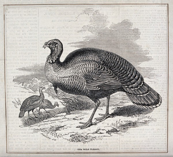 A wild turkey. Wood engraving by Pearson.