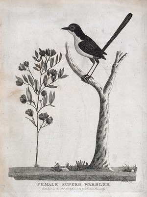 view A female superb warbler sitting on a branch of a tree. Etching by P. Mazell.