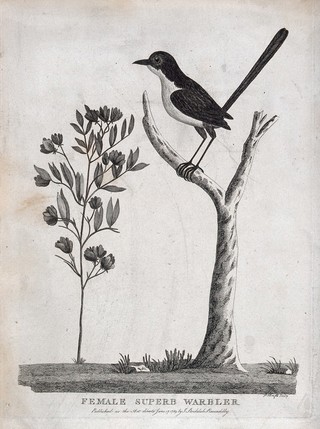 A female superb warbler sitting on a branch of a tree. Etching by P. Mazell.