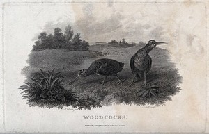 view Two woodcock foraging by a lake. Etching by J. Scott, ca. 1801, after S. Elmer.