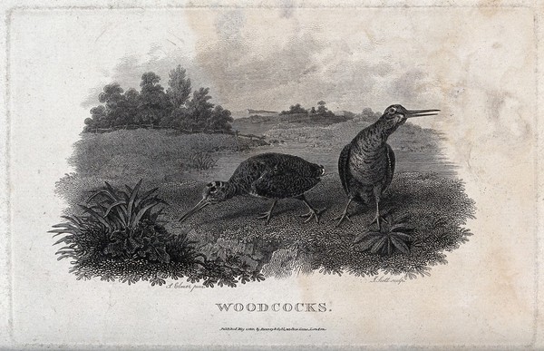 Two woodcock foraging by a lake. Etching by J. Scott, ca. 1801, after S. Elmer.