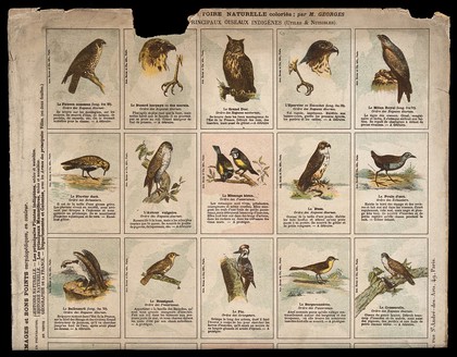 Fifteen birds indigenous to France, including a falcon, buzzard, eagle, golden plover, blue tit and woodpecker. Chromolithograph after M. Georges.