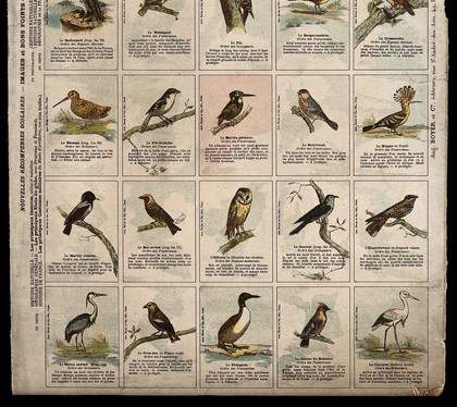 Fifteen birds indigenous to France, including a snipe, kingfisher, hoopoe, cuckoo, heron and stork. Chromolithograph after M. Georges.