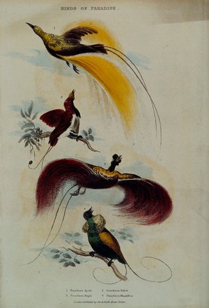 view Four types of bird of paradise. Coloured etching.