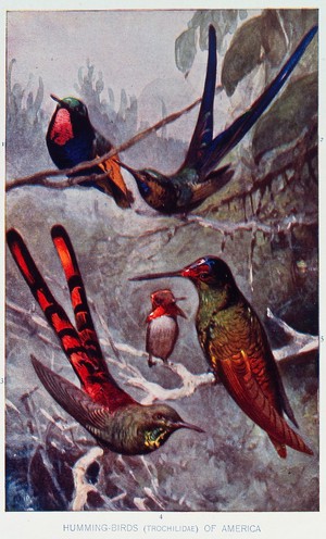 view Five types of humming bird from America. Colour halftone print.