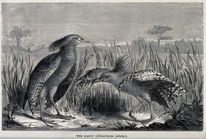 view A pair of kagou birds (Rhinochaetus jubatus) with one displaying to the other. Wood engraving by F.J. Gauchard after A. Mesnel.