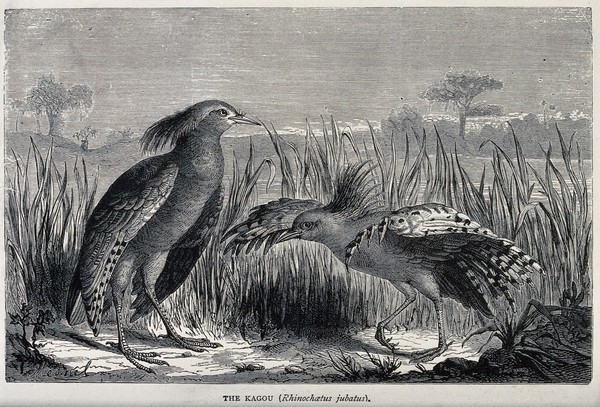 A pair of kagou birds (Rhinochaetus jubatus) with one displaying to the other. Wood engraving by F.J. Gauchard after A. Mesnel.