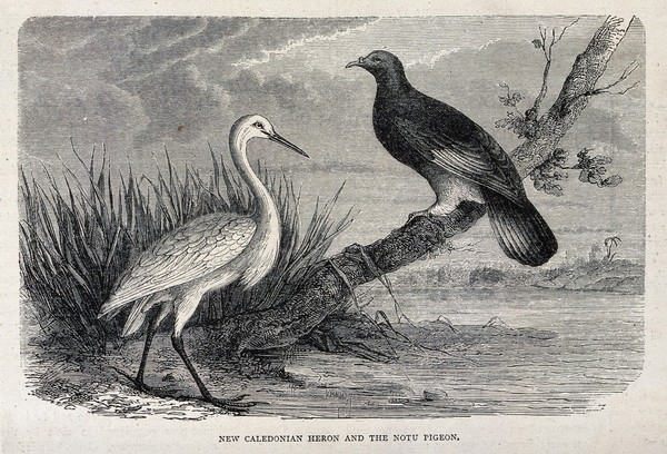 A heron on a river bank and a pigeon on an nearby tree. Wood engraving.