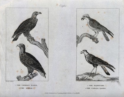 Two eagles, an osprey and a buzzard. Etching by A. Easto after J. G. Pretre.