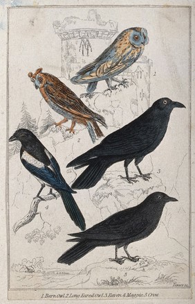 A barn owl, long eared owl, raven, magpie and crow. Coloured etching by Lizars.